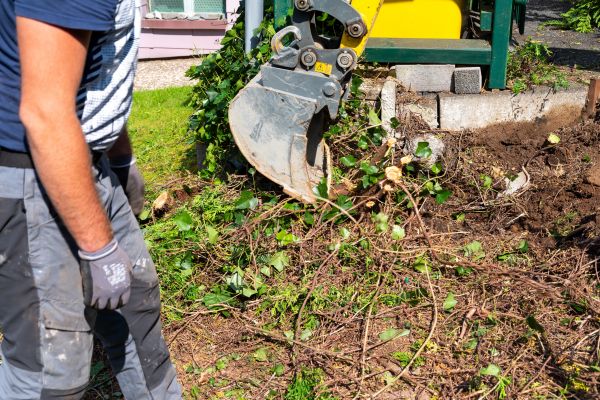 Hedge Removal Service in Novato