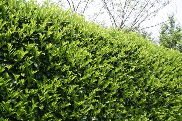Laurel Removal in Novato