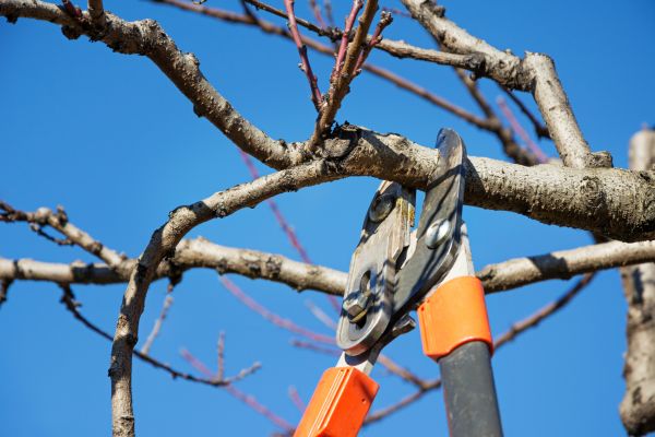 Pruning Service in Novato