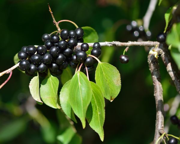 Buckthorn Removal in Novato