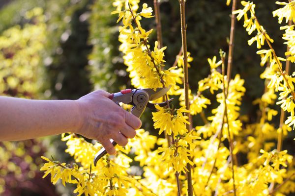 Forsythia Pruning in Novato