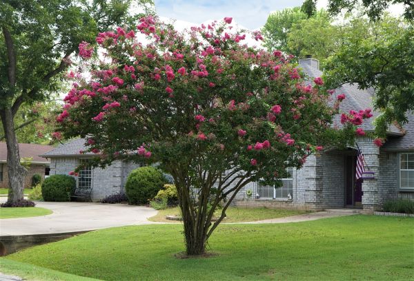 Crepe Myrtle Trimming in Novato