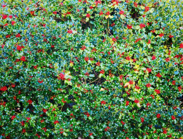 Holly Bush Removal in Novato
