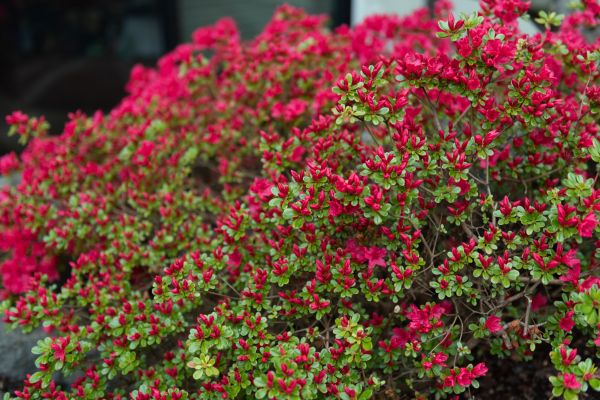 Weigela Removal Service in Novato