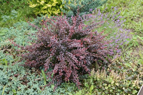 Japanese Barberry Removal in Novato