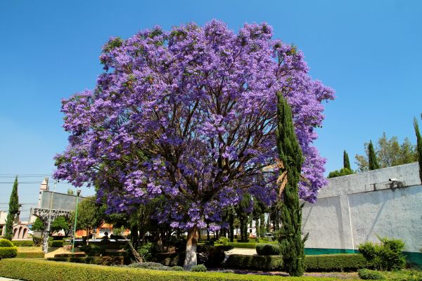 Jacaranda Pruning in Novato