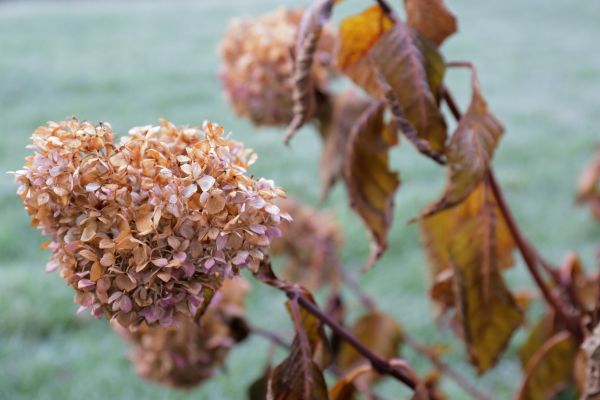 Hydrangea Removal in Novato