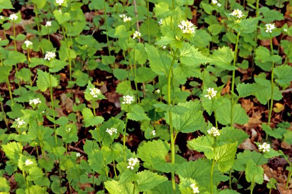 Garlic Mustard Removal in Novato