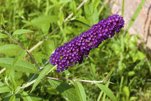 Butterfly Bush Pruning in Novato