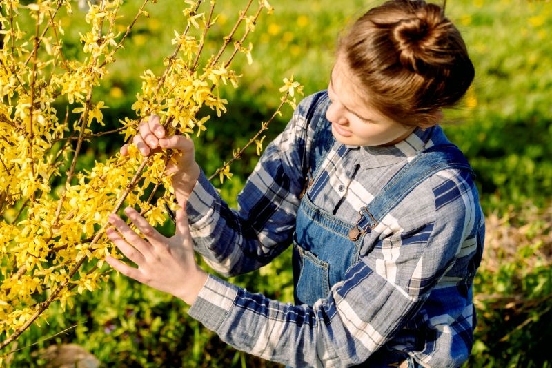 Forsythia Pruning